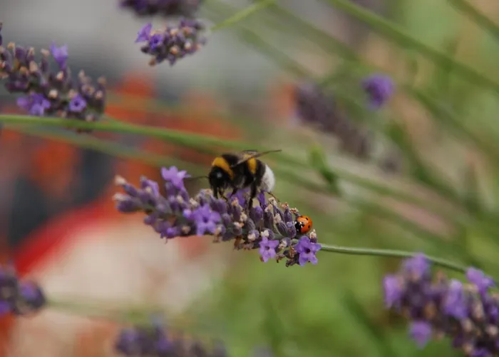 Mobile Im Mit Seezugang * Dabel